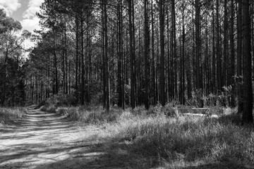 The Couch and the Forest in Black & White