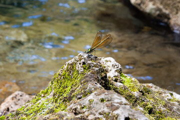 Dragonfly on a rock near the river in France