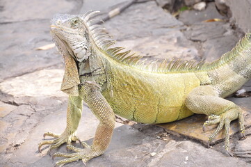 Iguana