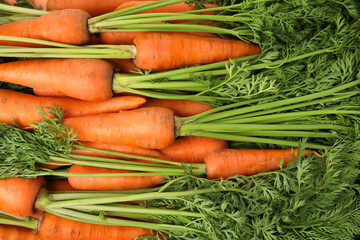 Fresh ripe carrots as background, top view