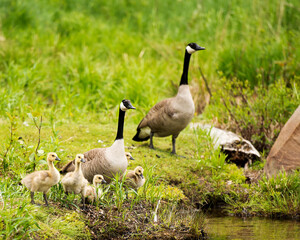  Canadian Geese Stock Photos. Canadian Geese with their gosling babies exposing their bodies, wings, head, neck, beak, plumage in their environment and habitat and enjoying its day. 
