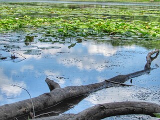 Tree in the lake 