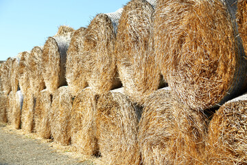 Many hay blocks outdoors on sunny day