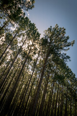 Angles and Colour of the Australian Bush