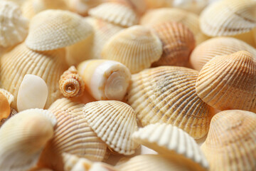Many beautiful seashells as background, closeup view