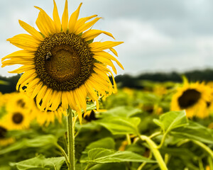 Obraz premium sunflower on a field