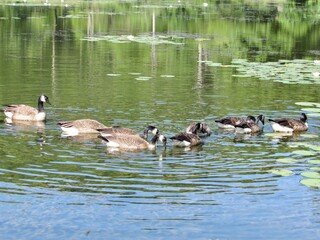 Geese on the lake 