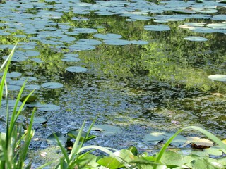 water lilies in the pond