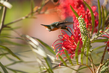 Amethyst Woodstar Hummingbird on Grevillea banksii red flower in nature