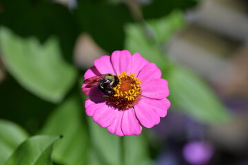 Bee getting pollen 