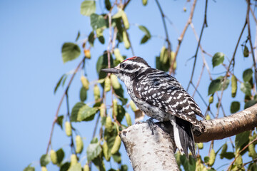 Male Nuttall's Woodpecker (Picoides nuttallii) foraging after insects on a birch tree, San Francisco bay area, California