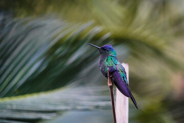 thalurania glaucopis hummingbird on a branch