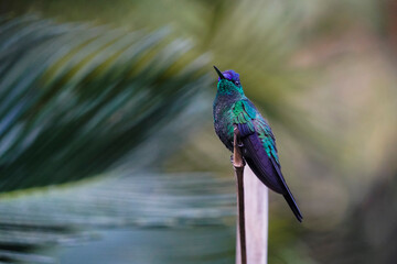 thalurania glaucopis hummingbird on a branch