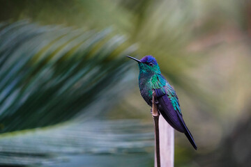 thalurania glaucopis hummingbird on a branch