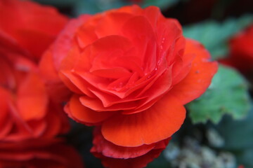 red rose close up