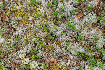 Moss close up.
