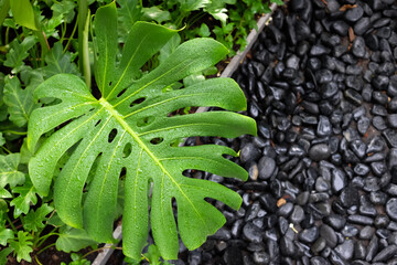 Monstera Leaves or Swiss Cheese Plant or Monstera Deliciosa in nature, tropical green leaves...