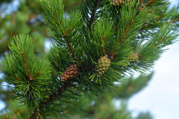Pine tree branch close up.