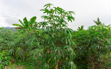 Photograph of a cassava crop in Valle del Cauca, Colombia.