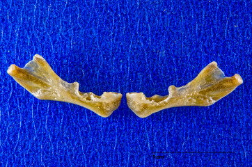 Jawbones, lateral surface, 10 weeks old human fetus.