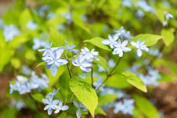 紫陽花の花