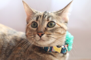 Cleo la gatita