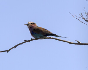 Lilac breasted Roller sitting on a branch