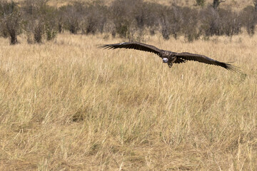 Fototapeta premium vultures in flight