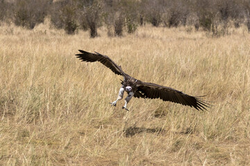 vultures in flight