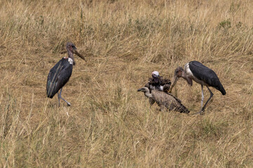vultures gathering at a kill
