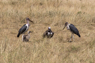 vultures gathering at a kill