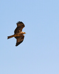 kite flying with blue sky back ground