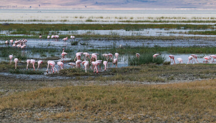 flamingo flock feeding in the water