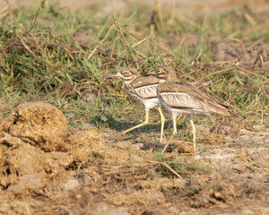 pair of Water thick knee  walking on the river bank