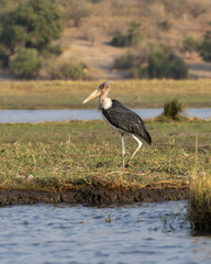 Marabou stork walking on the river bank