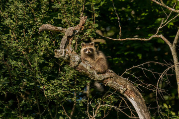 Young raccoon on a dry tree