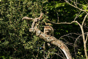 The raccoon, sitting on a tree. Mammal native to North America.