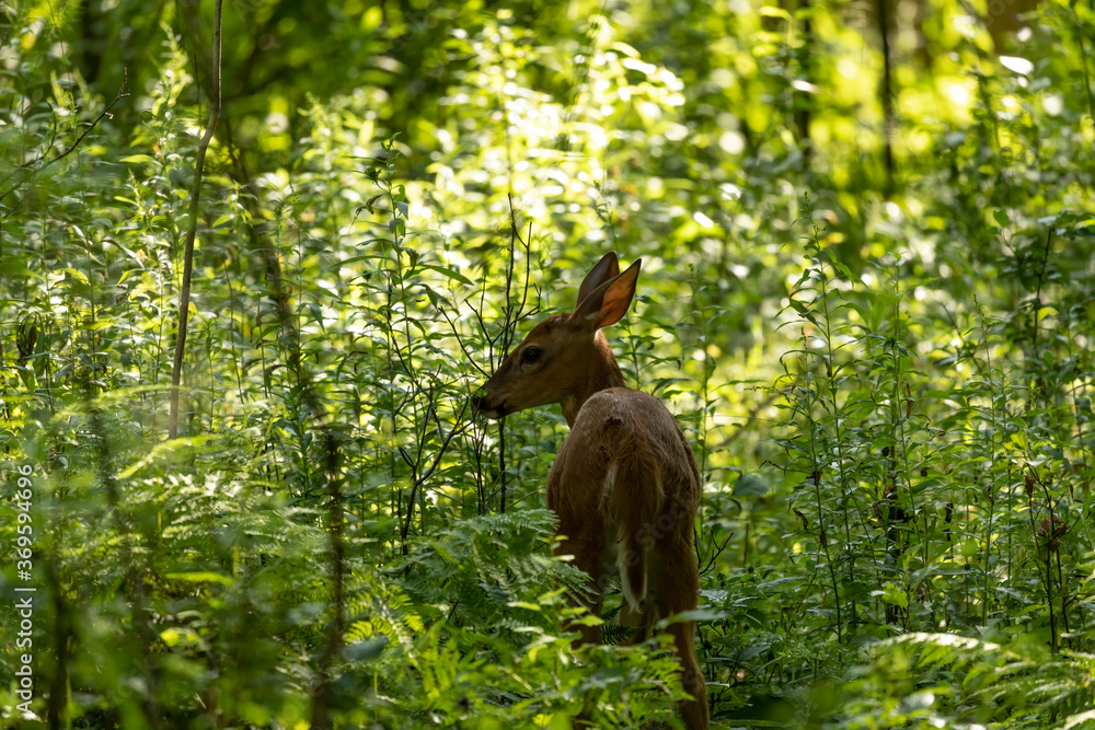 Wall mural the white-tailed deer, fawn in early forest