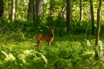 The white-tailed deer, fawn in early forest