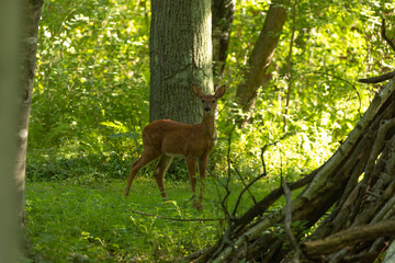 Fototapeta na wymiar The white-tailed deer, fawn in early forest