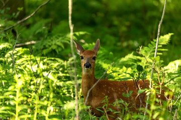 White tailed deer,fawn in the forest