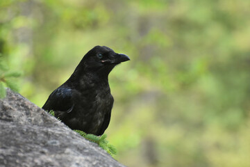 Crow or Raven perched behind rock