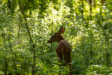 The white-tailed deer, fawn in early forest