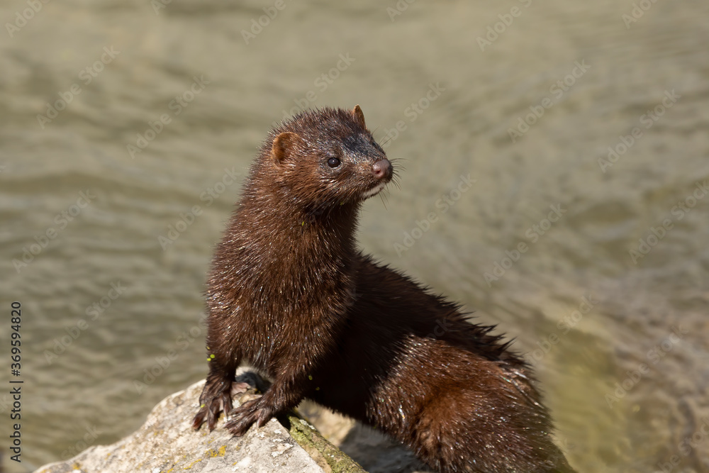 Sticker The American mink in the rocks on the shores of Lake Michigan