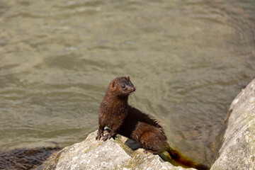 The American mink in the rocks on the shores of Lake Michigan