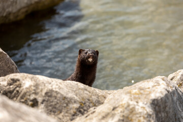 American mink on the shore of the lake