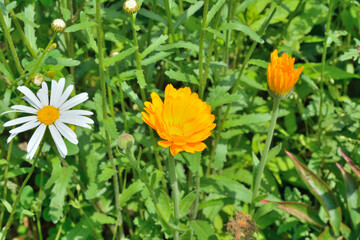 Flower of marigold 3