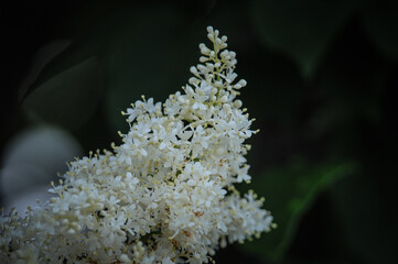 Ivory Silk Japanese Tree Lilac