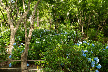 紫陽花のある林