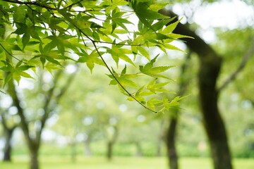 夏の青もみじ/”Ao-momiji,